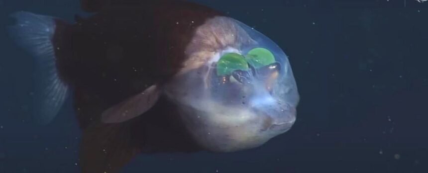 This Fish Has a Weird See-Through Head With Its Eyes On The Inside. Here’s Why. : ScienceAlert