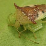 This bug’s all-in helicopter parenting reshaped its eggs