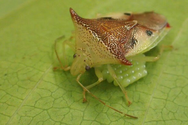 This bug’s all-in helicopter parenting reshaped its eggs