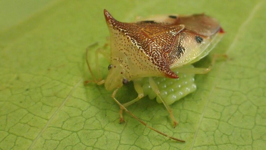 This bug’s all-in helicopter parenting reshaped its eggs