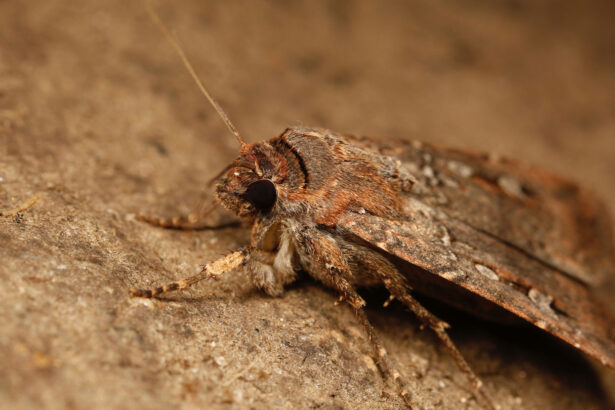 This moth species may use the Milky Way as its guiding star
