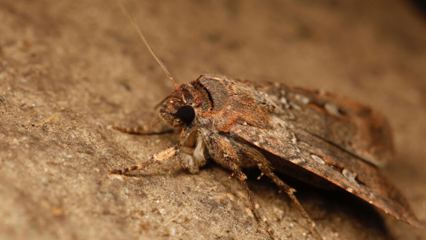 This moth species may use the Milky Way as its guiding star