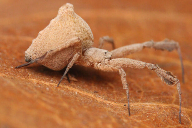 This spider’s barf is worse than its bite