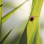 Tick-borne diseases are booming – but we have new ways to fight them