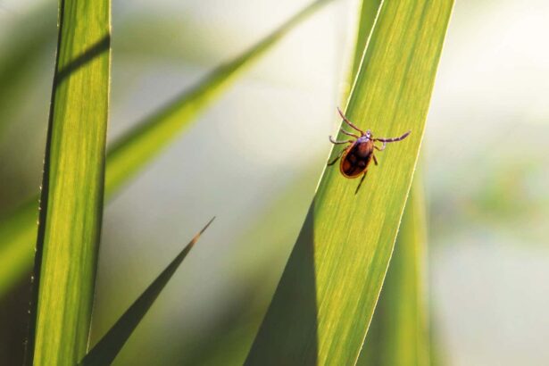 Tick-borne diseases are booming – but we have new ways to fight them