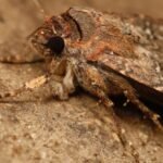 Tiny Moth Seen Navigating by The Stars in Scientific First : ScienceAlert
