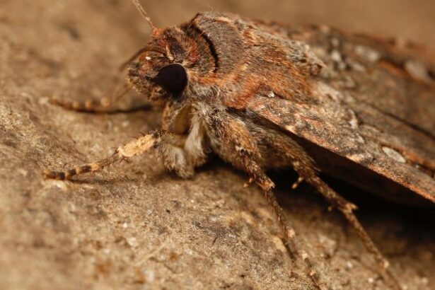 Tiny Moth Seen Navigating by The Stars in Scientific First : ScienceAlert