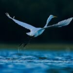 Tracking Bird Flu Through Poop In Places No One’s Looking