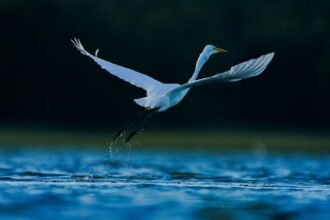 Tracking Bird Flu Through Poop In Places No One’s Looking