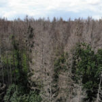 Trees ‘remember’ times of water abundance and scarcity