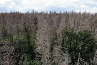 Trees ‘remember’ times of water abundance and scarcity
