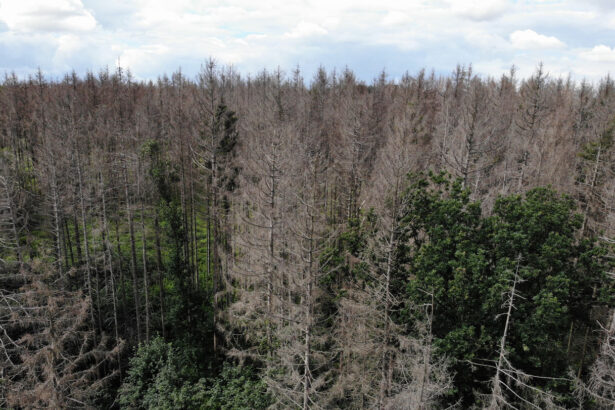 Trees ‘remember’ times of water abundance and scarcity