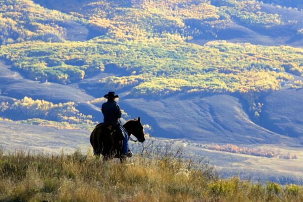 Trump administration plans to rescind rule blocking logging on national forest lands
