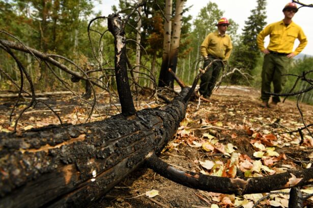 US Forest Service chief asks wildfire employees who took voluntary resignation to ‘come back’