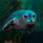 U.S. seal populations have rebounded — and so have their conflicts with humans