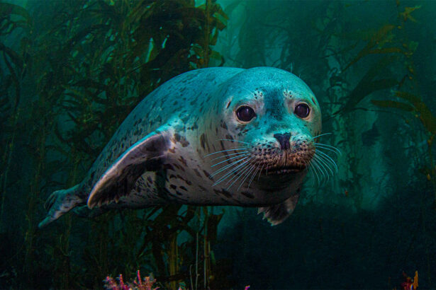 U.S. seal populations have rebounded — and so have their conflicts with humans