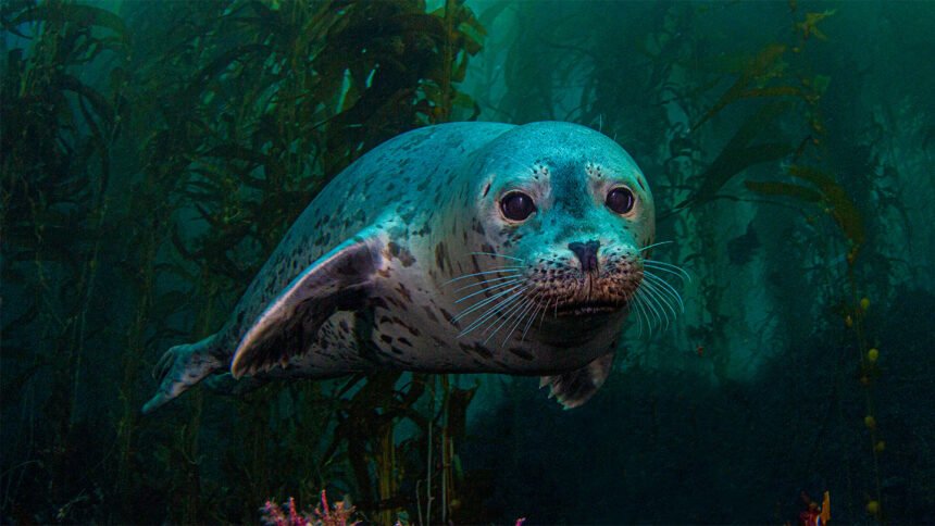 U.S. seal populations have rebounded — and so have their conflicts with humans