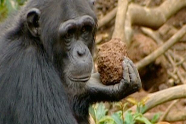 Videos Show Chimpanzees Using The Forest as Their Drumkit : ScienceAlert