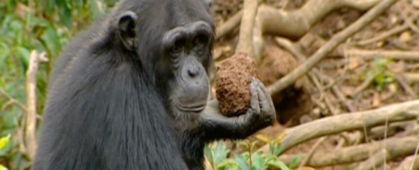 Videos Show Chimpanzees Using The Forest as Their Drumkit : ScienceAlert