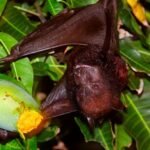 Virus Discovery Among Bats in China Fruit Orchards Draw Exposure Concerns : ScienceAlert