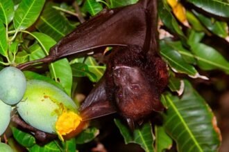 Virus Discovery Among Bats in China Fruit Orchards Draw Exposure Concerns : ScienceAlert