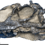 Well-preserved dinosaur skull belongs to new sauropod species