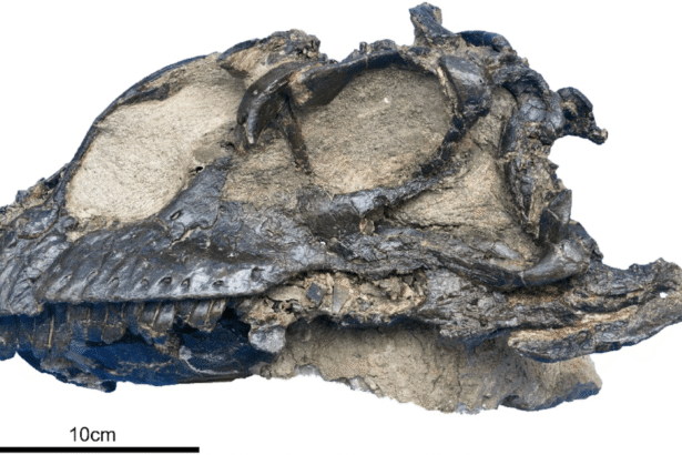 Well-preserved dinosaur skull belongs to new sauropod species