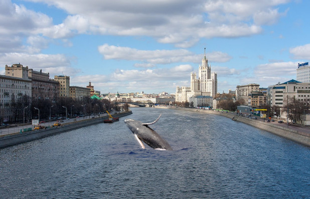 Whale-watching the stablecoin trade in ersatz roubles for sort-of dollars