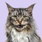 What Is Your Cat Trying to Say? These AI Tools Aim to Decipher Meows