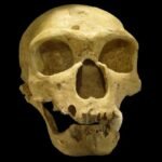 What Really Killed The Neanderthals? A Space Physicist Has a Radical Idea : ScienceAlert