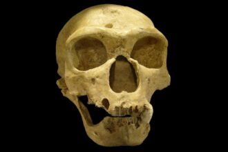 What Really Killed The Neanderthals? A Space Physicist Has a Radical Idea : ScienceAlert