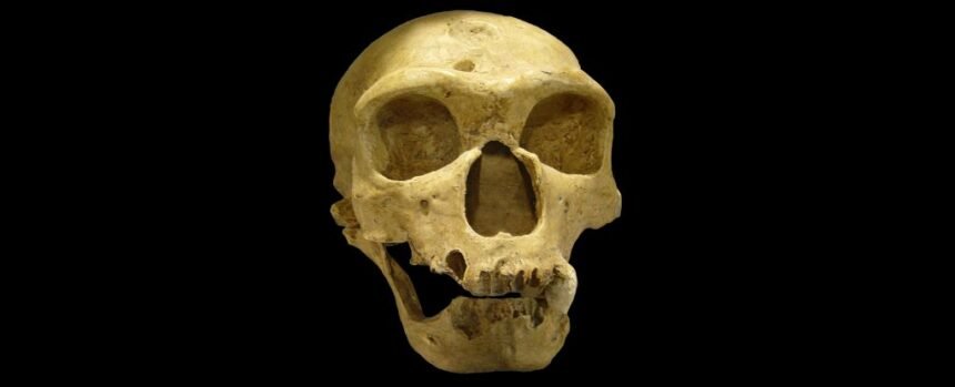What Really Killed The Neanderthals? A Space Physicist Has a Radical Idea : ScienceAlert