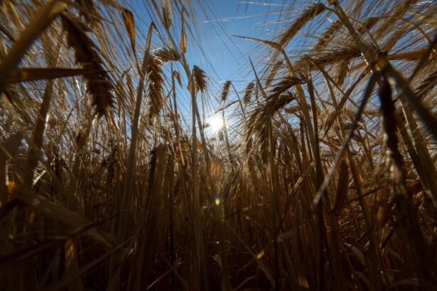 What climate change means for agriculture: Less food, more emissions