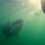 What does it mean when an orca wants to share its lunch with you?