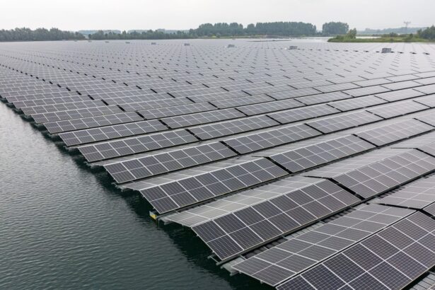 What will the rise of floating solar panels mean for wildlife?