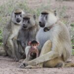 When Baboon Dads Stick Around, Their Daughters Live Longer