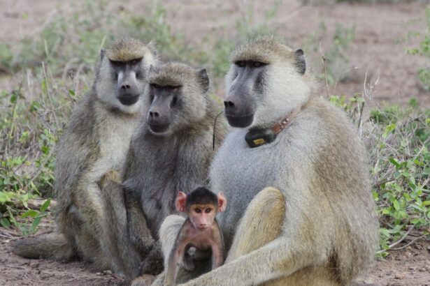 When Baboon Dads Stick Around, Their Daughters Live Longer
