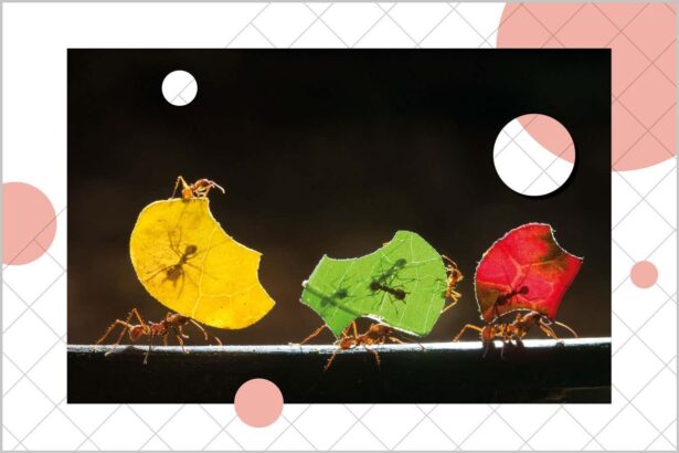 Why you should assume that even the simplest animals are conscious