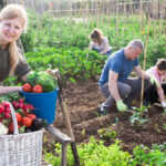 Wikifarmer Is A Goldmine For Home Gardeners