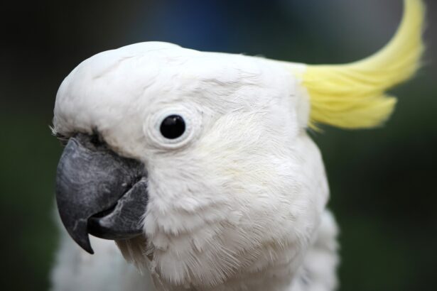 Wild cockatoos are learning how to use water fountains