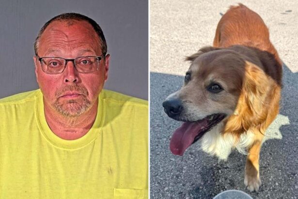 Wis. pol accused of strangling lost golden retriever as good Samaritan watched in horror