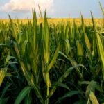 World’s farmers won’t be able to keep up with climate change