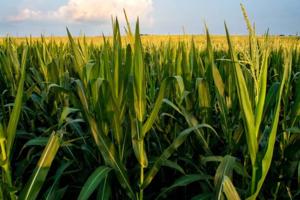 World’s farmers won’t be able to keep up with climate change