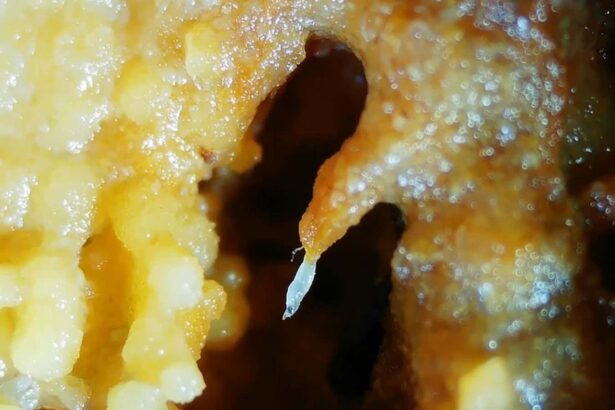 Worms team up to form tentacles when they want to go places