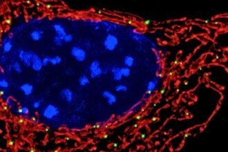 Your Cell’s Powerhouses Are Secretly Helping Fight Bacteria, Study Finds : ScienceAlert