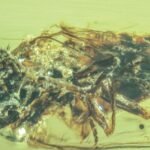 ‘Zombie’ Fungus Caught Bursting From Host Bodies 99 Million Years Ago : ScienceAlert