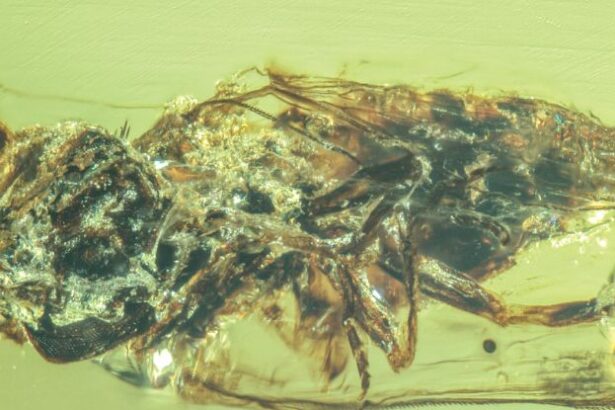 ‘Zombie’ Fungus Caught Bursting From Host Bodies 99 Million Years Ago : ScienceAlert