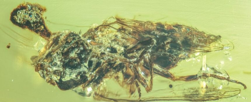 ‘Zombie’ Fungus Caught Bursting From Host Bodies 99 Million Years Ago : ScienceAlert