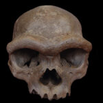 ‘Dragon Man’ skull may be the first from an enigmatic human cousin