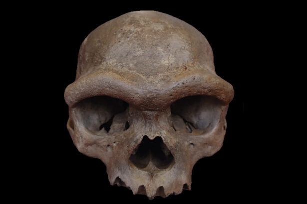 ‘Dragon Man’ skull may be the first from an enigmatic human cousin